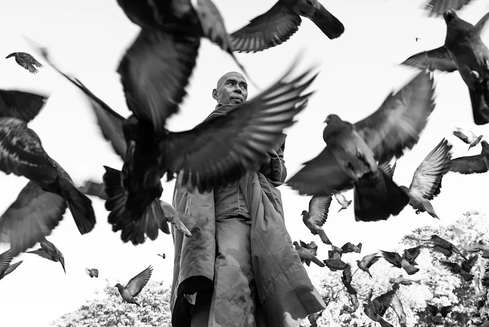 A Buddhist monk stands outside the Shwedagon Pagoda, his gaze framed by wings.