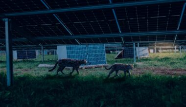 Wild cat in solar farm