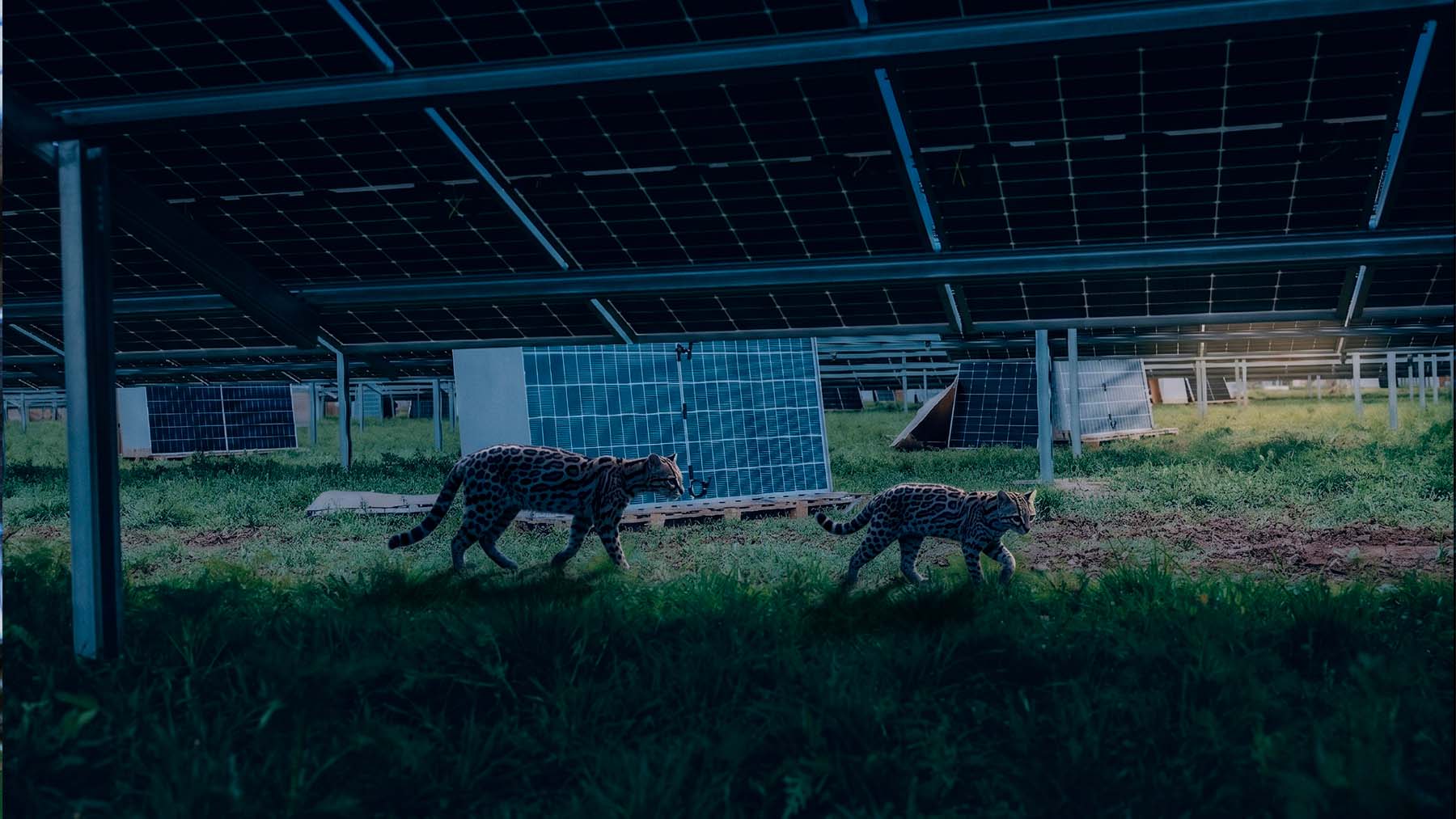 Wild cat in solar farm