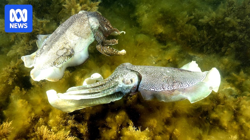 Operators cancel cuttlefish season resulting in million-dollar losses