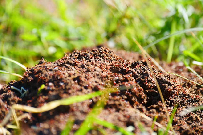 mound of dirt with ants on it