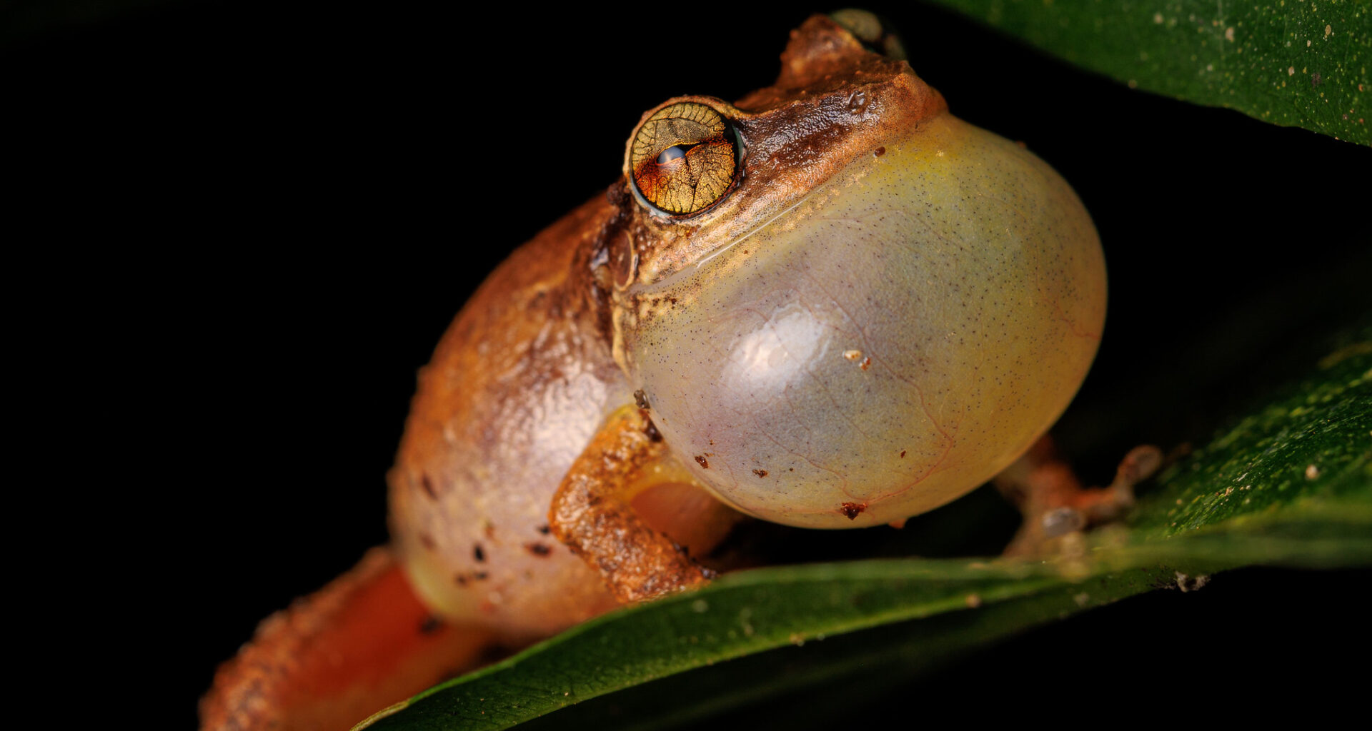 Young frogs "play it safe" when disease strikes, UF researchers find