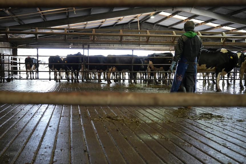 A worker at a dairy farm looks at a herd of cows.