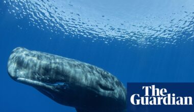Different sperm whale ‘dialects’ detected on separate sides of the Mediterranean | Whales