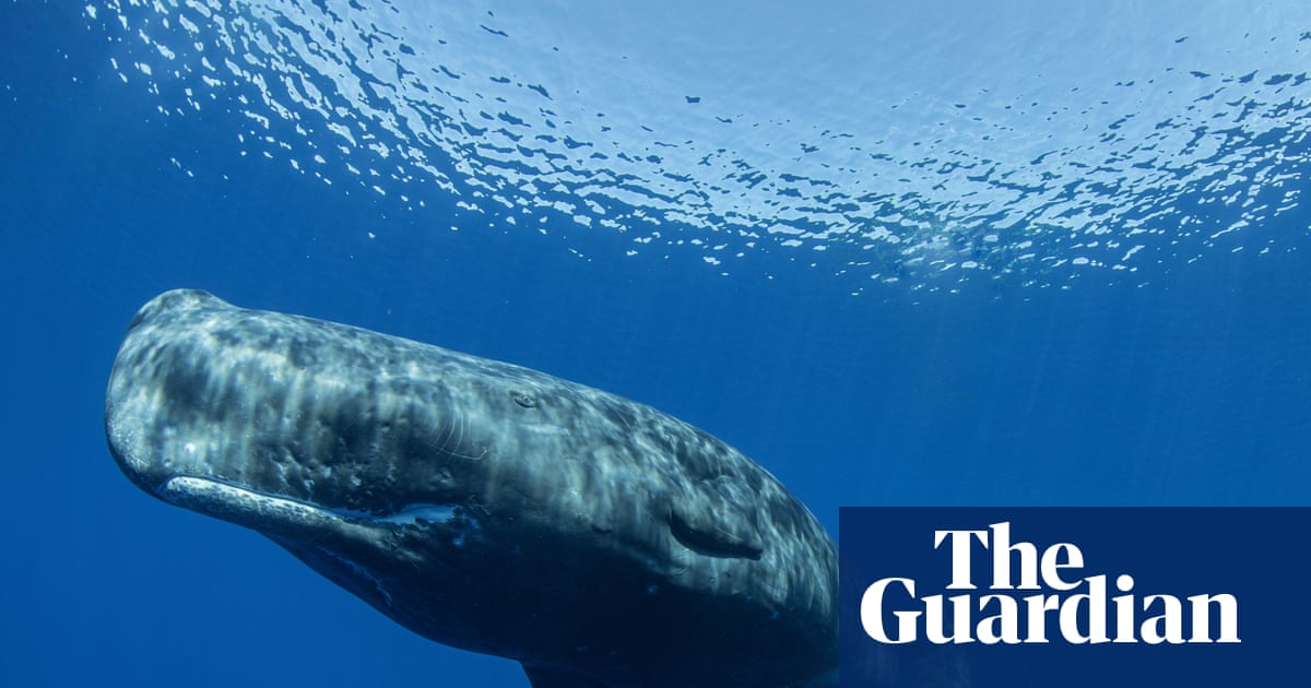 Different sperm whale ‘dialects’ detected on separate sides of the Mediterranean | Whales