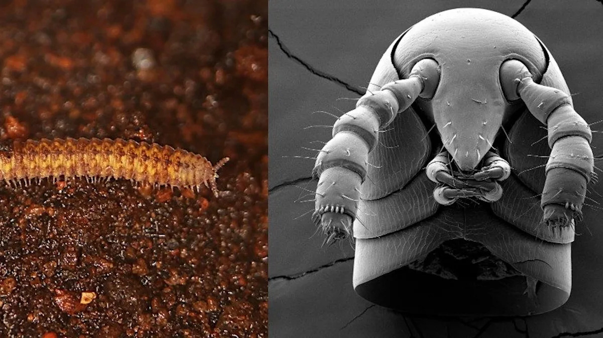 Scientists solve millipede mystery, and find they beat vertebrates onto land by 80 million years