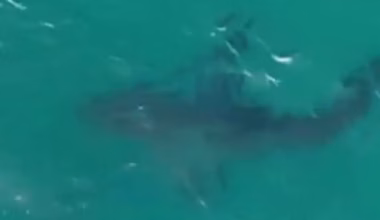 Great white shark filmed circling at Bondi days after Leah Stewart mauling