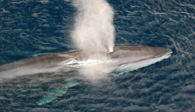 Endangered Pregnant Whale Found Dead on a Cruise Ship’s Bow