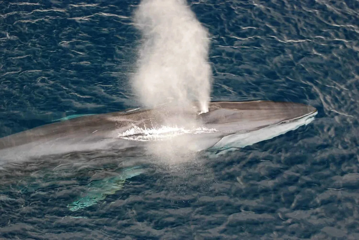 Endangered Pregnant Whale Found Dead on a Cruise Ship’s Bow
