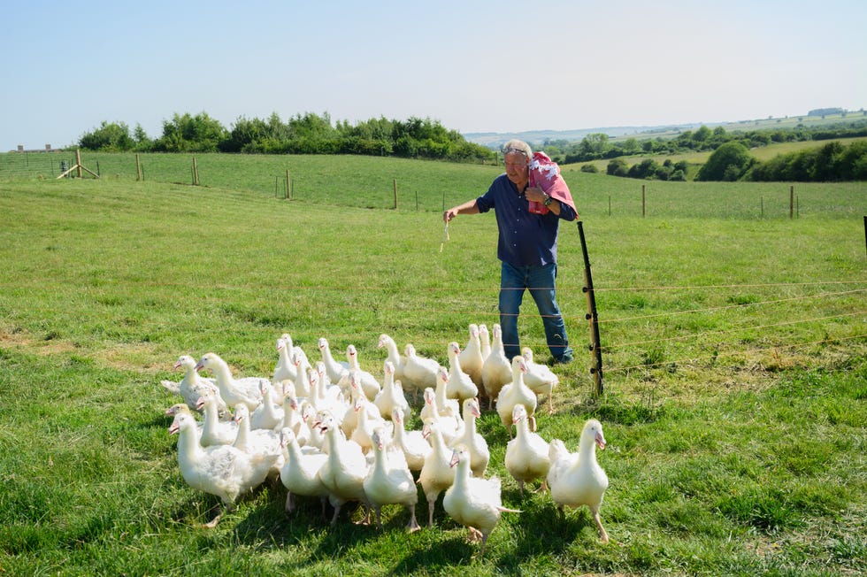Jeremy Clarkson, Clarkson's Farm season 5 jeremy clarkson, clarkson's farm season 5