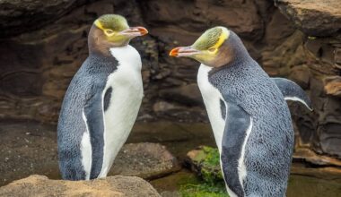 Farmland effective nesting habitat for hoiho penguins, new research finds