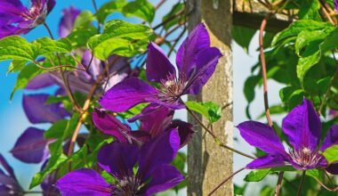 Clematis Heatwave Care: How To Keep The 'Queen Of Climbers' Thriving In Extreme Heat