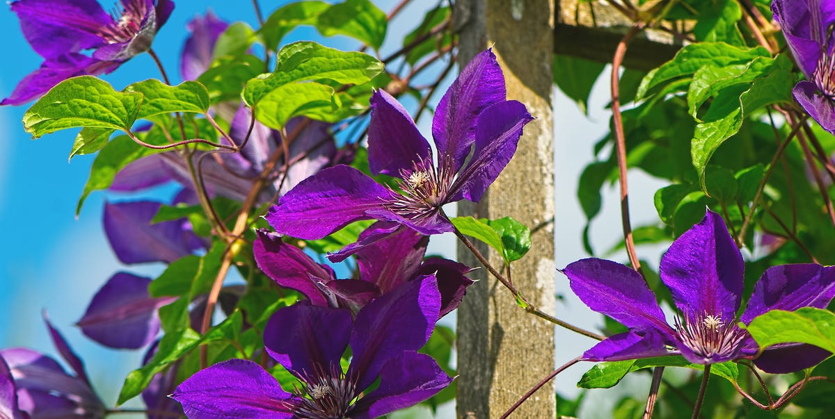Clematis Heatwave Care: How To Keep The 'Queen Of Climbers' Thriving In Extreme Heat