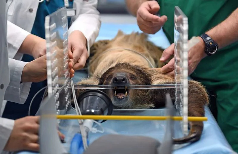 Scientists mapping the sloth genome found long-conserved “jumping genes” tied to mitochondria and the animal’s ultra-slow metabolism. Could that discovery point to new ways to understand ageing and diseases linked to energy production? (File photo) Hendrik Schmidt/dpa
