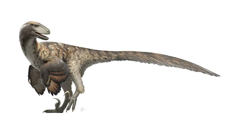 Artistic restoration of Deinonychus antirrhopus. (CREDIT: Wikimedia / CC BY-SA 4.0)