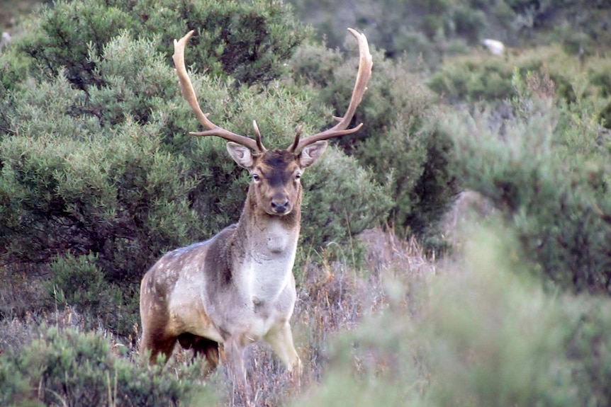Fallow deer in Tasmania.