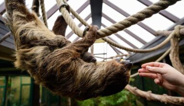 Sloth genes might hold secret to ageing well, research suggests