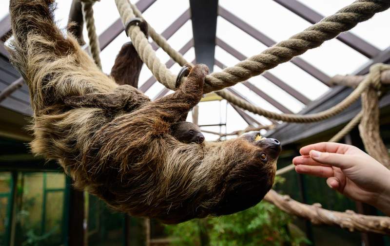 Sloth genes might hold secret to ageing well, research suggests