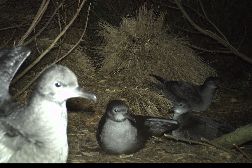 Short tailed shearwaters Little Dog Island - Sue Robinson