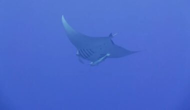 Giant manta rays were thought to flee monsoons — then, tags showed them 1,300 feet down