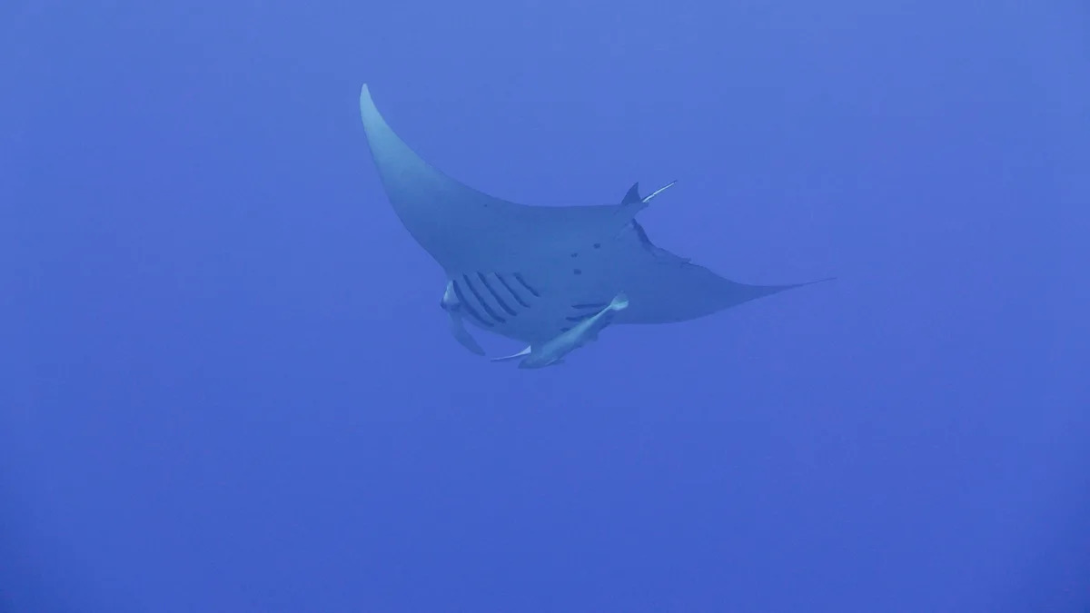 Giant manta rays were thought to flee monsoons — then, tags showed them 1,300 feet down