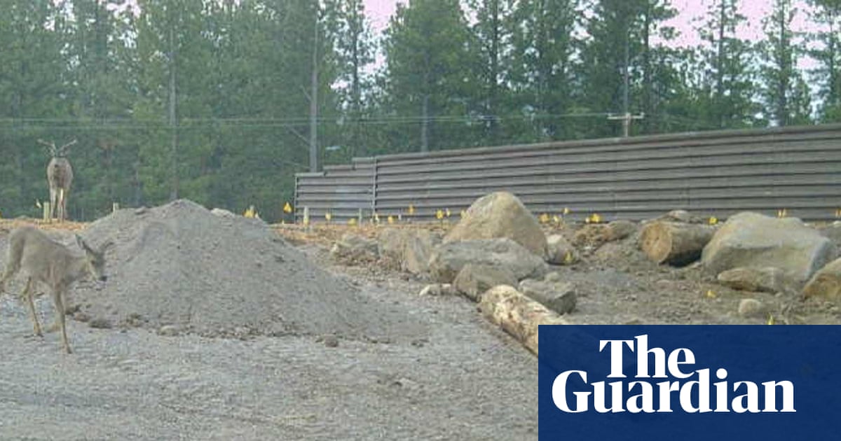 Mule deer already using incomplete $20m wildlife bridge in California | California