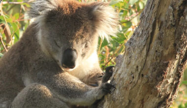 DNA study rewrites koala history, finding their collapse began 100,000 years ago, before humans arrived
