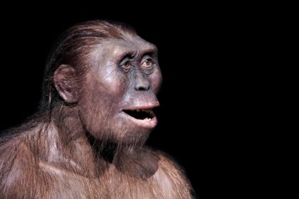 australopithecine