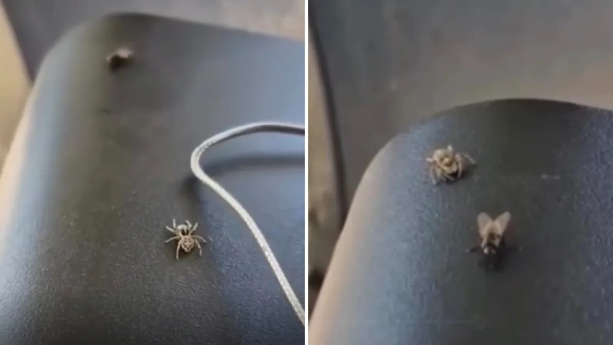 Spider stalks and outwits a fly in mesmerizing hunt that has viewers hooked