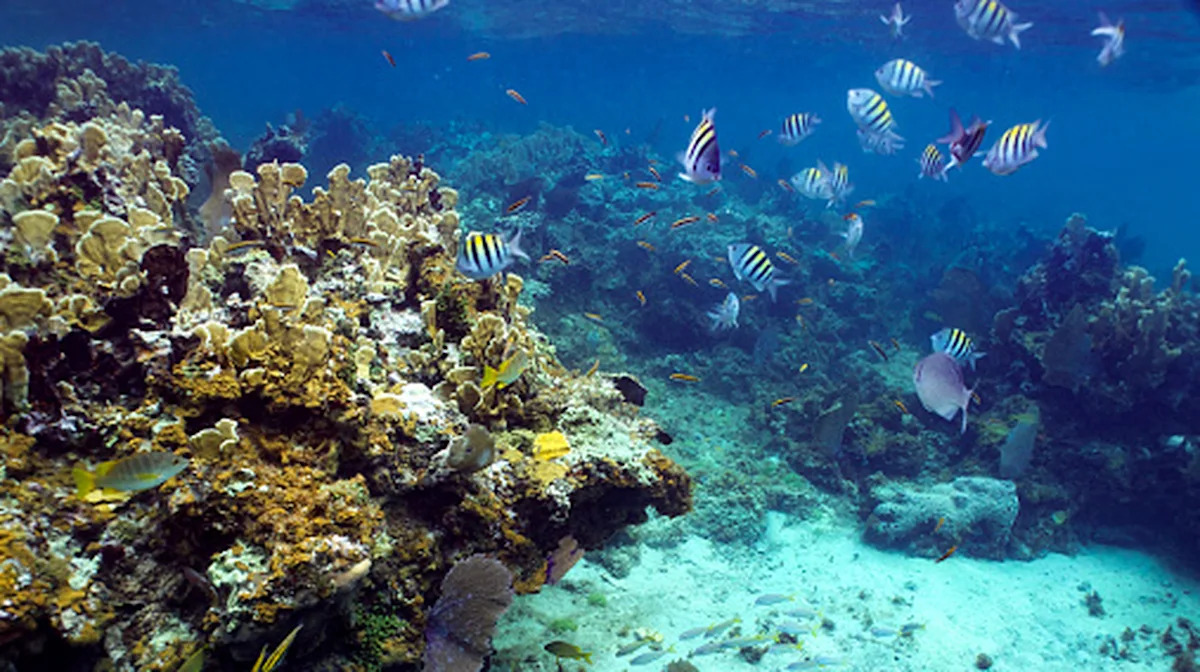 Underwater Speakers Are Having An Unexpected Effect On Jamaica's Coral Reefs