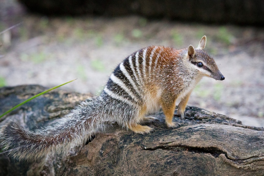 A numbat balancing on a log looks at the viewer.