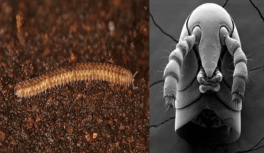 Millipedes originated 460 million years ago, study rewrites land animal timeline