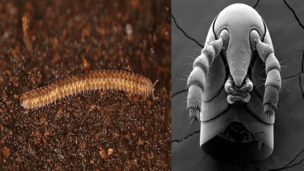 Millipedes originated 460 million years ago, study rewrites land animal timeline