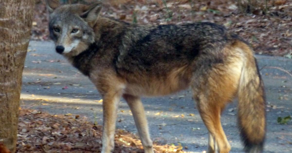 SCDNR removes coyotes from Kiawah after turtle attack
