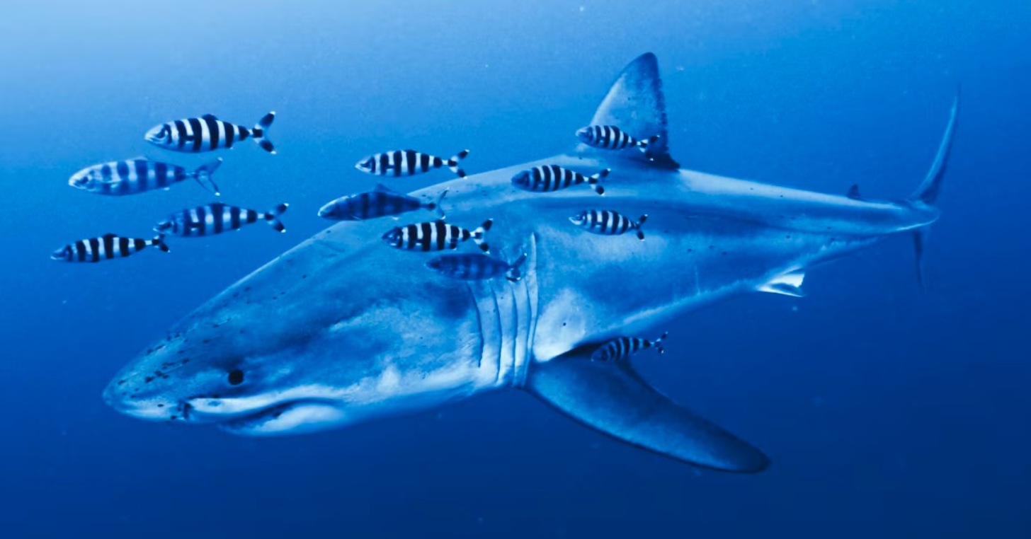 A close-up of a great white shark swimming underwater, surrounded by fish