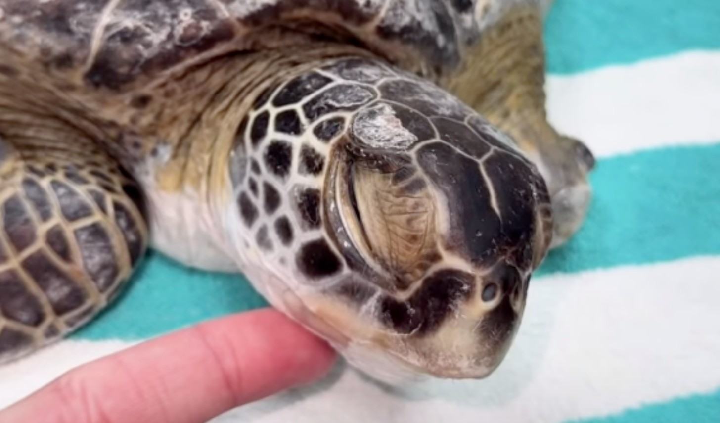 A finger gently caresses the chin of a sea turtle as it lies in a vet's office
