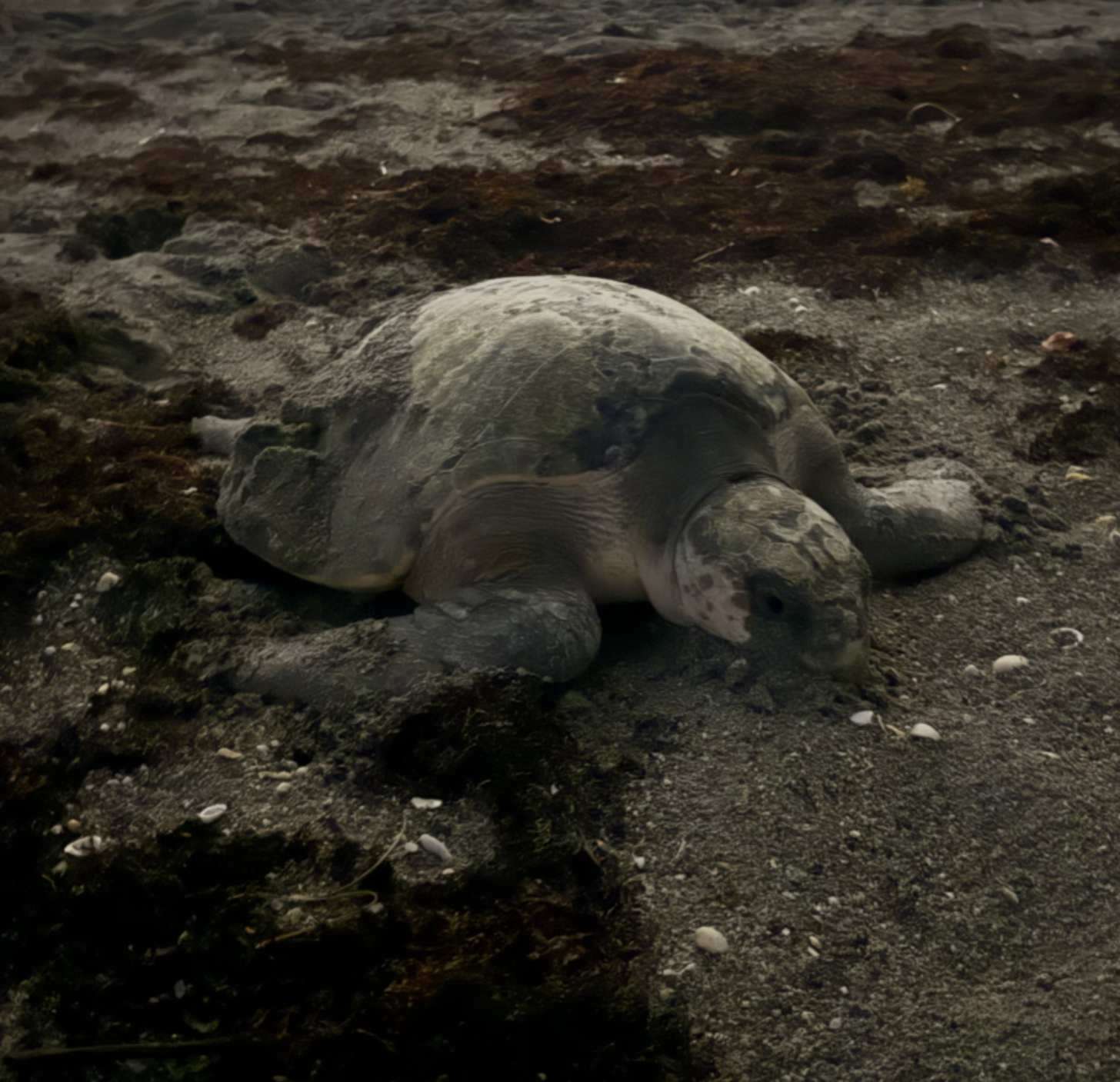 An olive ridley sea turtle nesting on a beach at dusk