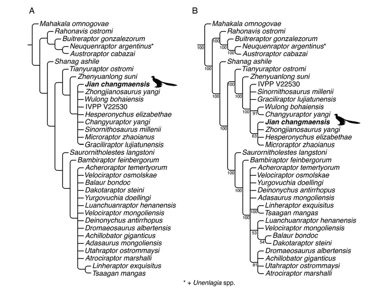 Hypothesized phylogenetic position of Jian changmaensis, gen. et sp. nov. Topology of Dromaeosauridae as represented in the strict (A) and 50% majority-rule (B) consensuses of 810 most parsimonious trees (MPTs) of 3,452 steps recovered by parsimony analysis. (CREDIT: Annals of Carnegie Museum)