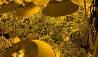 Auckland police target organised crime groups in major cannabis bust