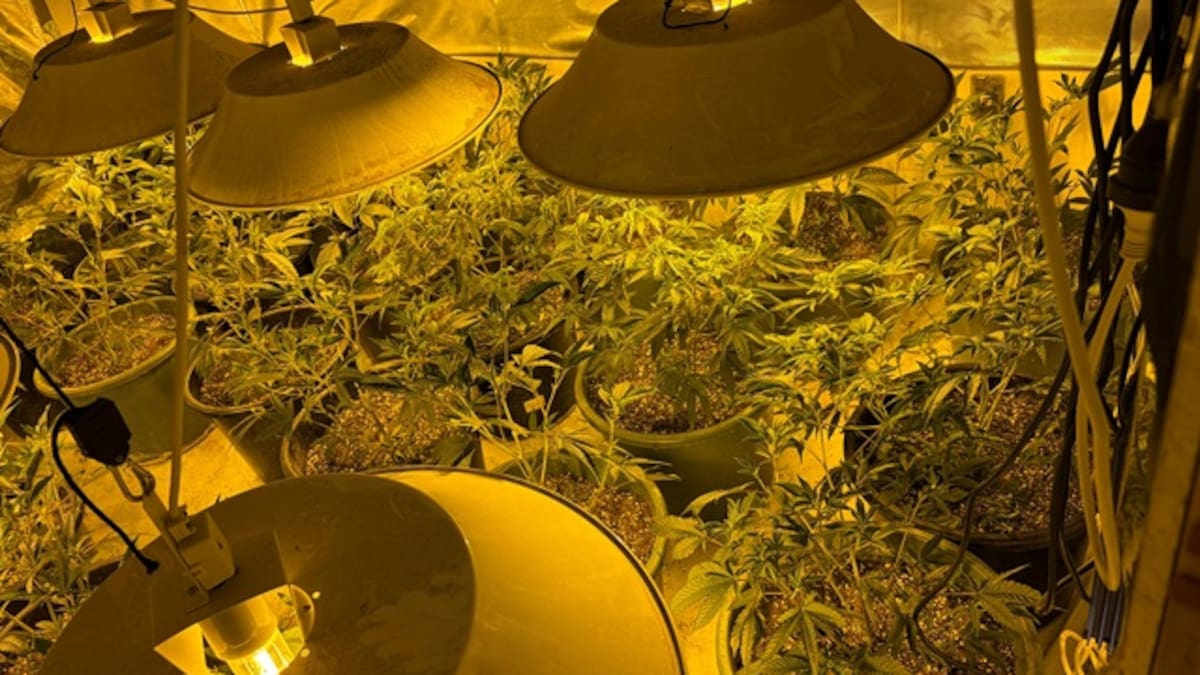 Auckland police target organised crime groups in major cannabis bust