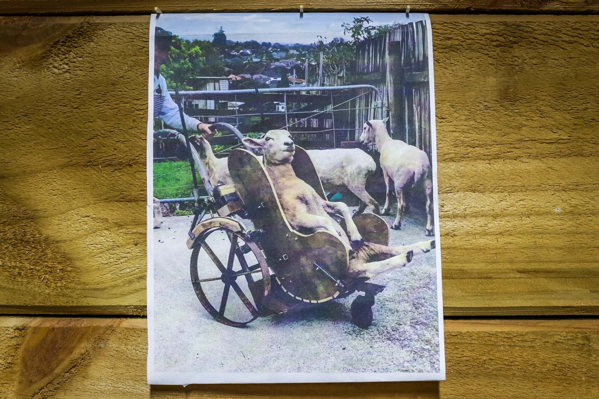 A photograph hanging in the cave shows John Carmichael’s custom-made sheep wheelchair invention. Photo / Kelly O’Hara