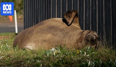 Neil the seal not immune from new bird flu threat despite isolated lifestyle