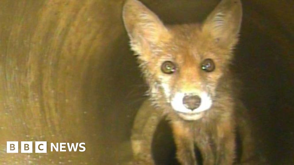 Fox cub rescued from drain with aid of traffic cone - BBC