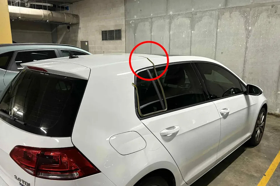 A treee snake on a white car in a Sydney car park.