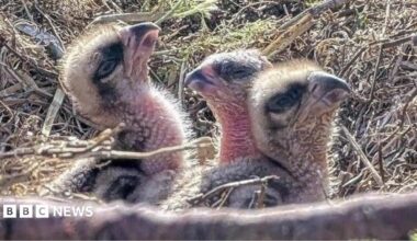 Three osprey chicks. They are almost featherless. They are with an adult bird which may be feeding them. They are in a nest made of wood and other vegetation