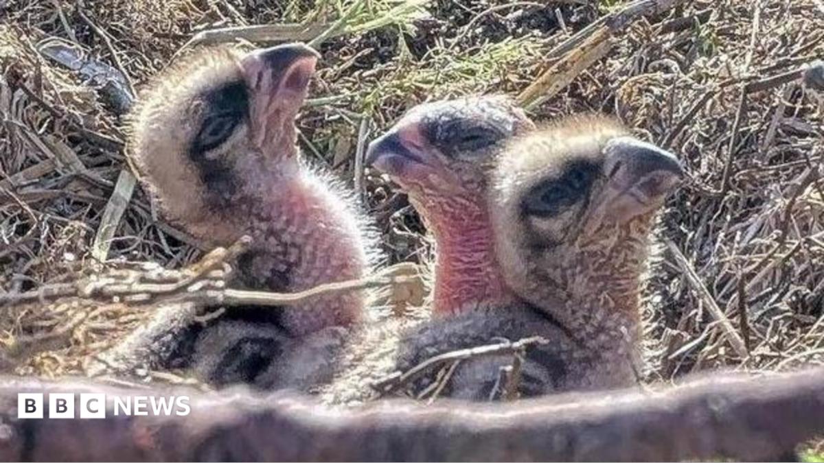 Three osprey chicks. They are almost featherless. They are with an adult bird which may be feeding them. They are in a nest made of wood and other vegetation