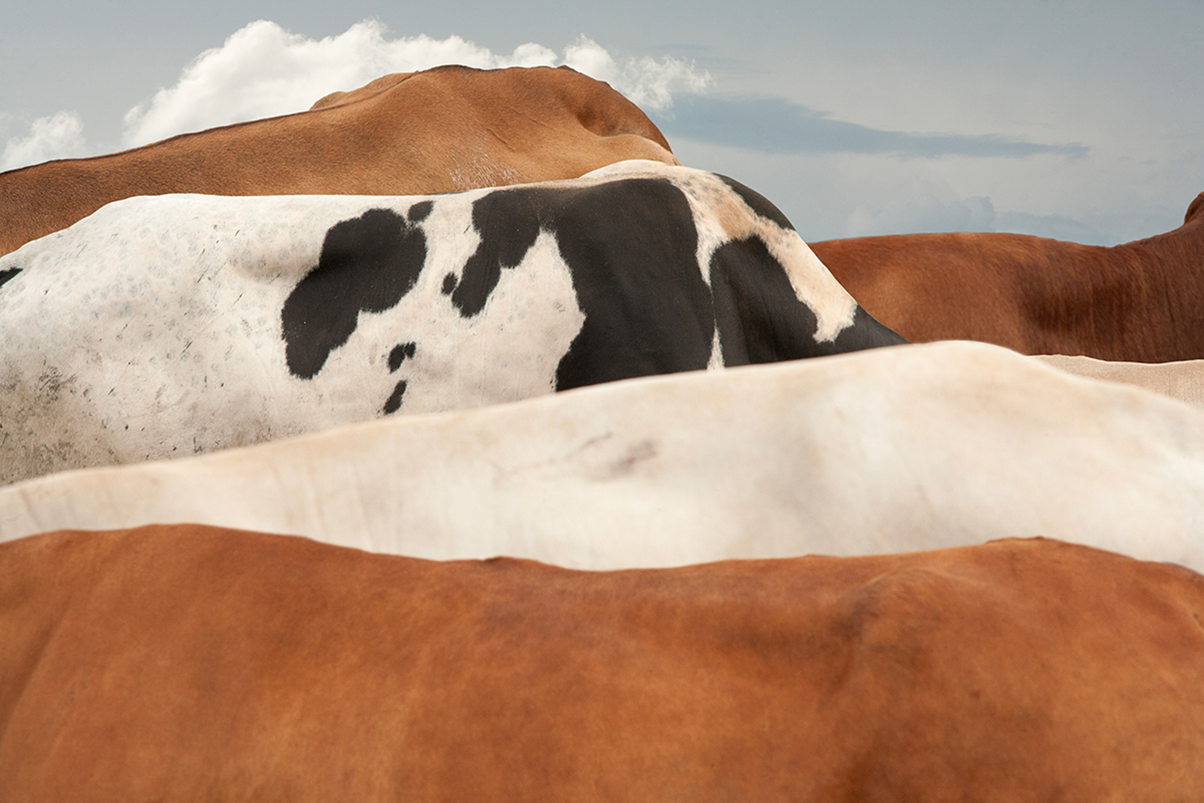 Close-up of the backs of several cows with different brown, white, and black spotted coats under a cloudy sky