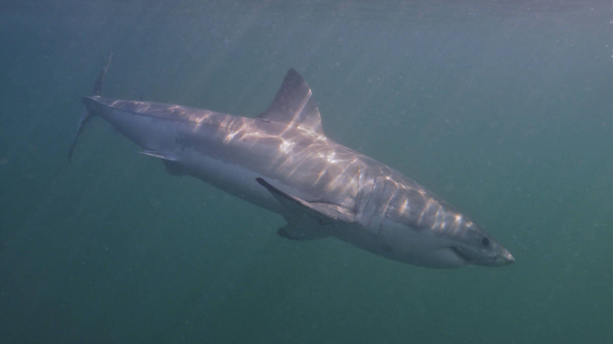 "My fingers were shaking": diver films great white shark in Mediterranean first