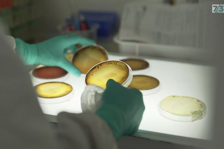 A hand holding a petri dish in a laboratory