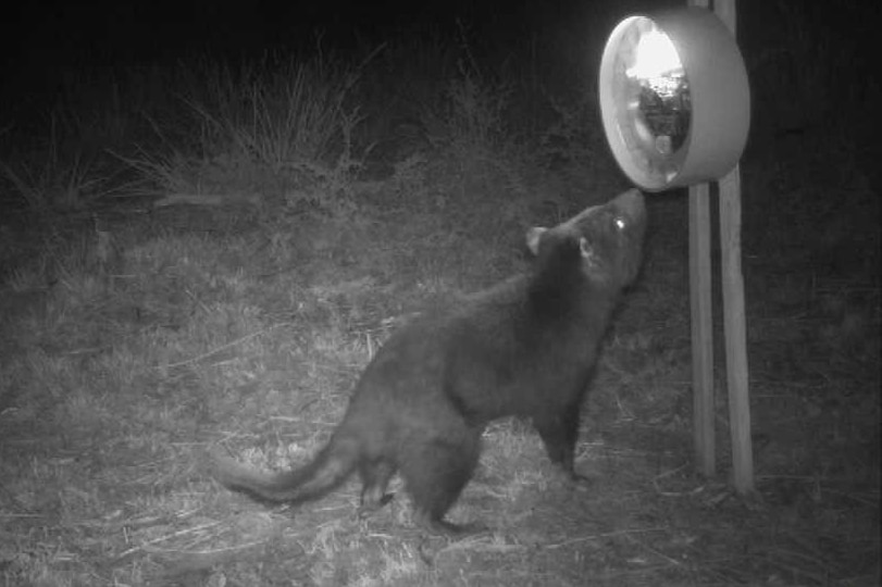 Night cam footage of a tassie devil sniffing a circular bait dispenser that is shining a light on the devil.